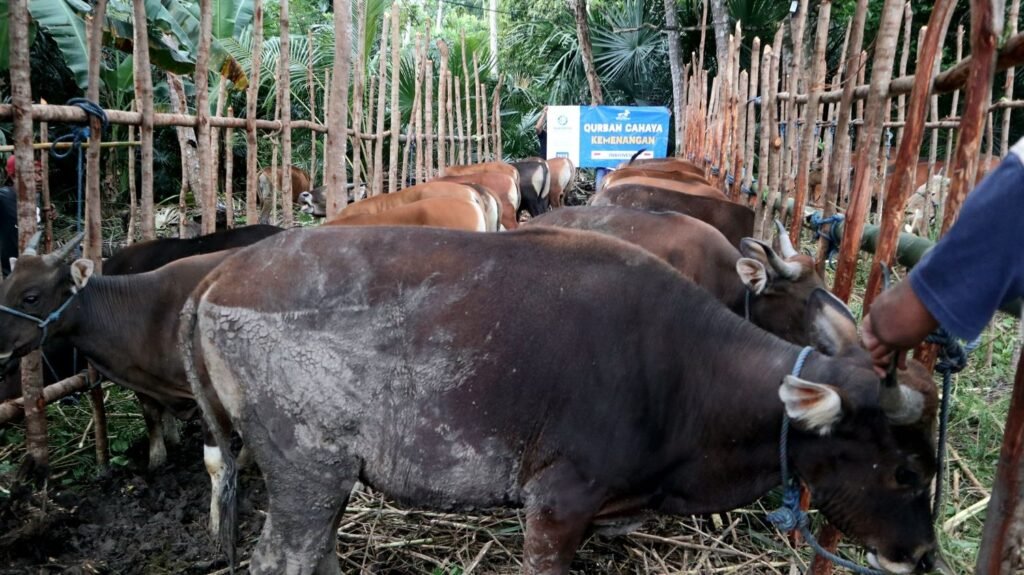 Galeri Ayasofya Qurban Project (AQP) 6